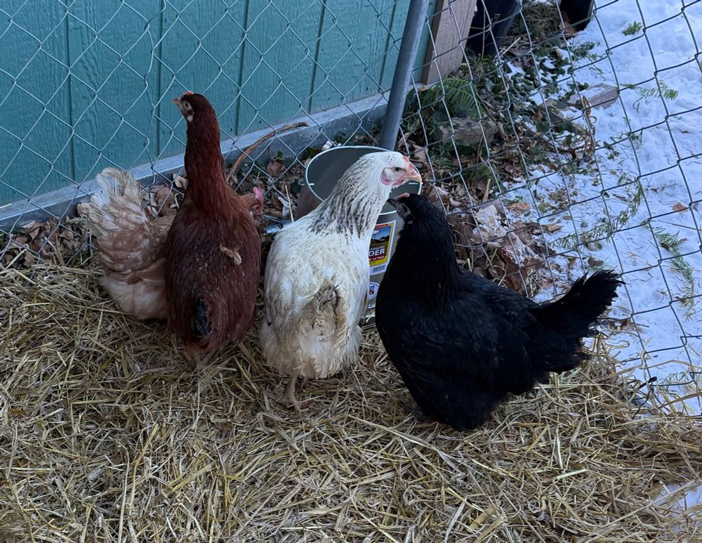 Our 4 hens in their little yard eating from their new feeder and standing on straw. One is light brown, one is dark brown, one is white with grey, and one is black with iridescent green. 
