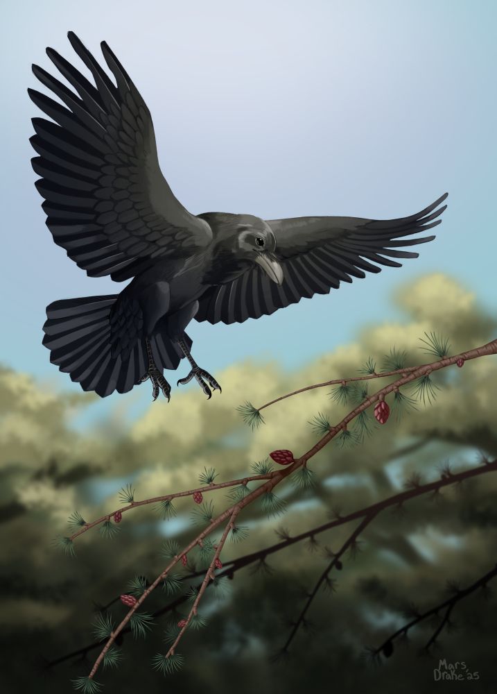 A realistic digital painting of a raven about to land on a tamarack branch with its wings spread.