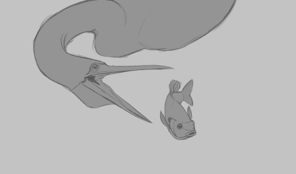 An anhinga or snake bird, an aquatic bird with a long neck extending its neck out towards a swimming bluegill sunfish