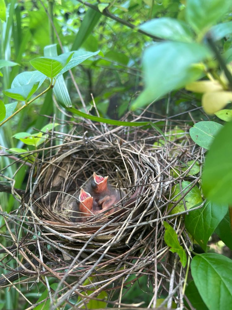 3 photos of baby house wrens in their nest.
