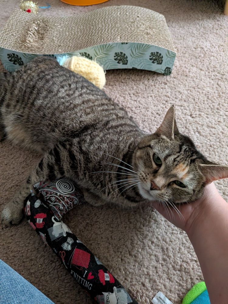 Croquette, a brown tabby with orange splotches on her forehead and body, is laying on the floor and leaning into cheek scratches. She is surrounded by various cat toys as well.
