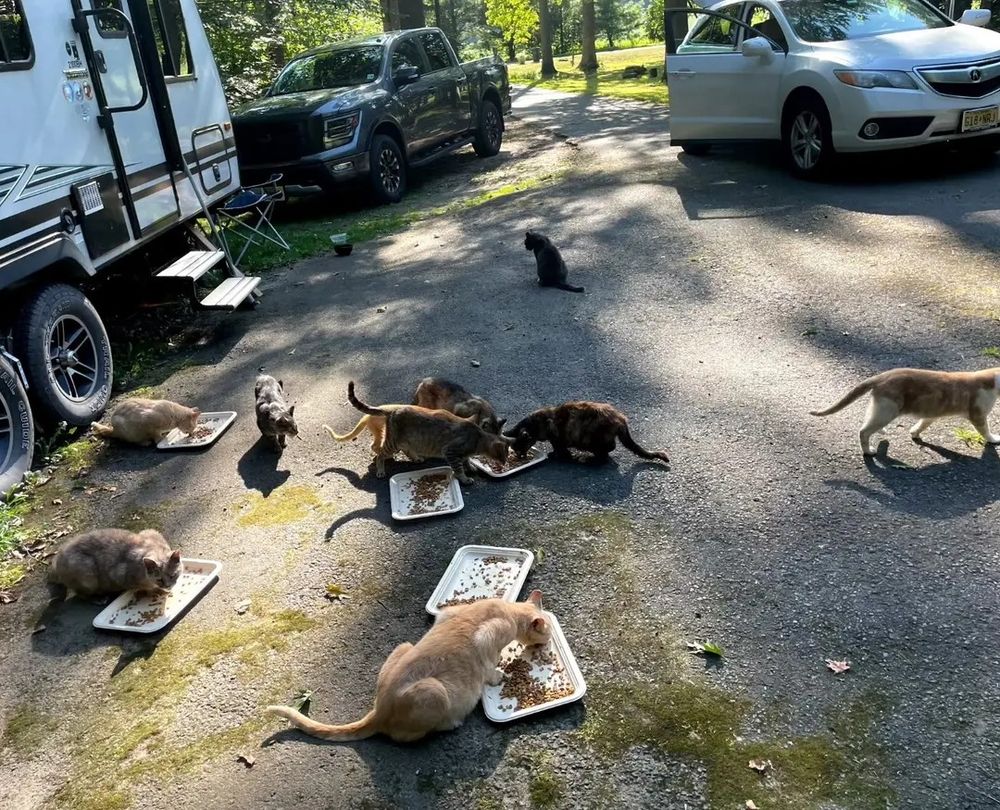 Several cats, mostly calicos, are gathering around various food dishes outside eating. They are part of a large colony.