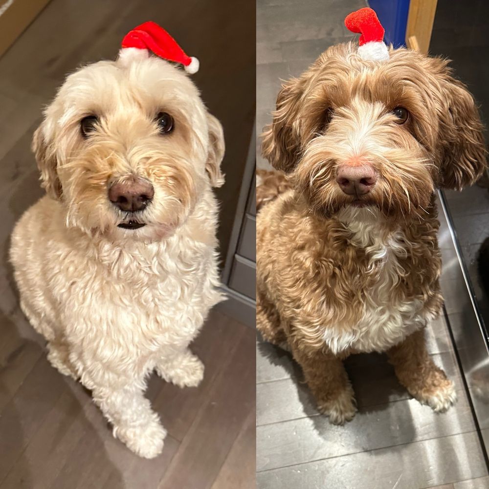 Australian Labradoodles, Chandler and Phoebe wearing small Santa clip on hats. Feeling festive. 