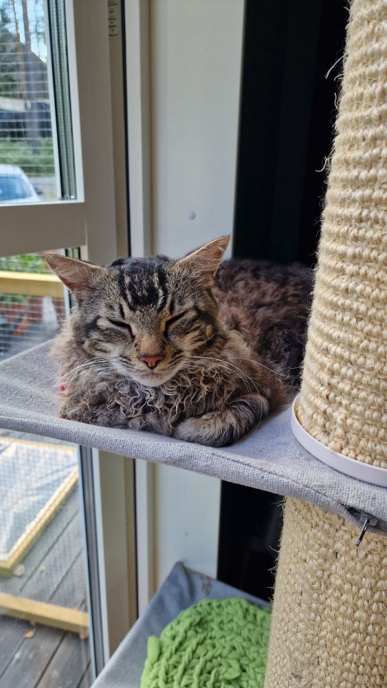 nýbakaður kettlingapabbi