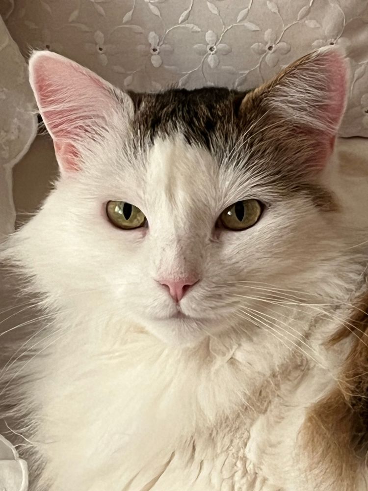 Luna, 2025