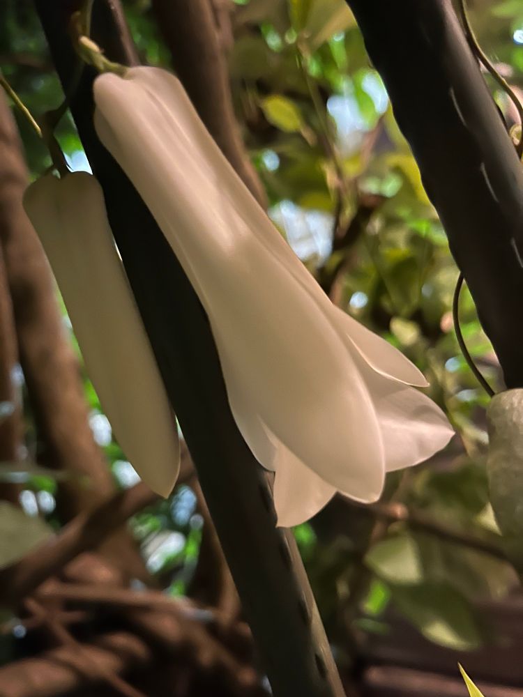 Mi jardín!