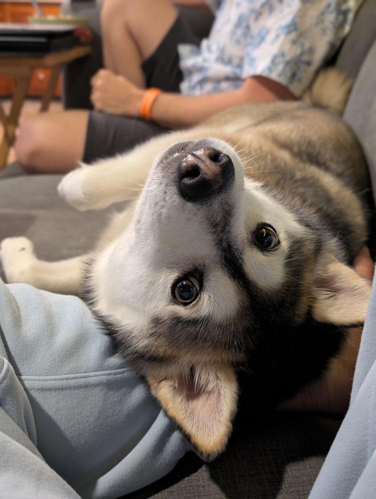 Husky mix laying on my leg looking up with a cute face 