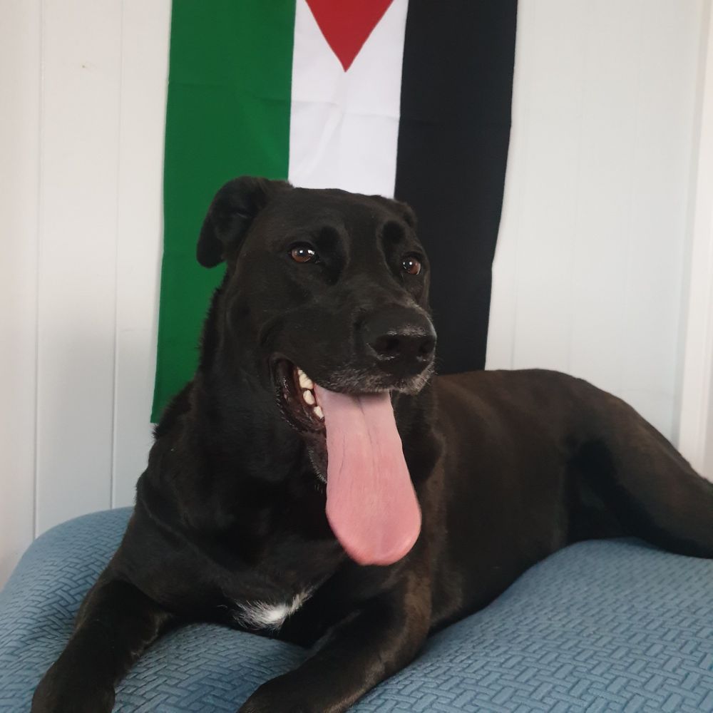 A happy black dog in front of the Palestinian flag