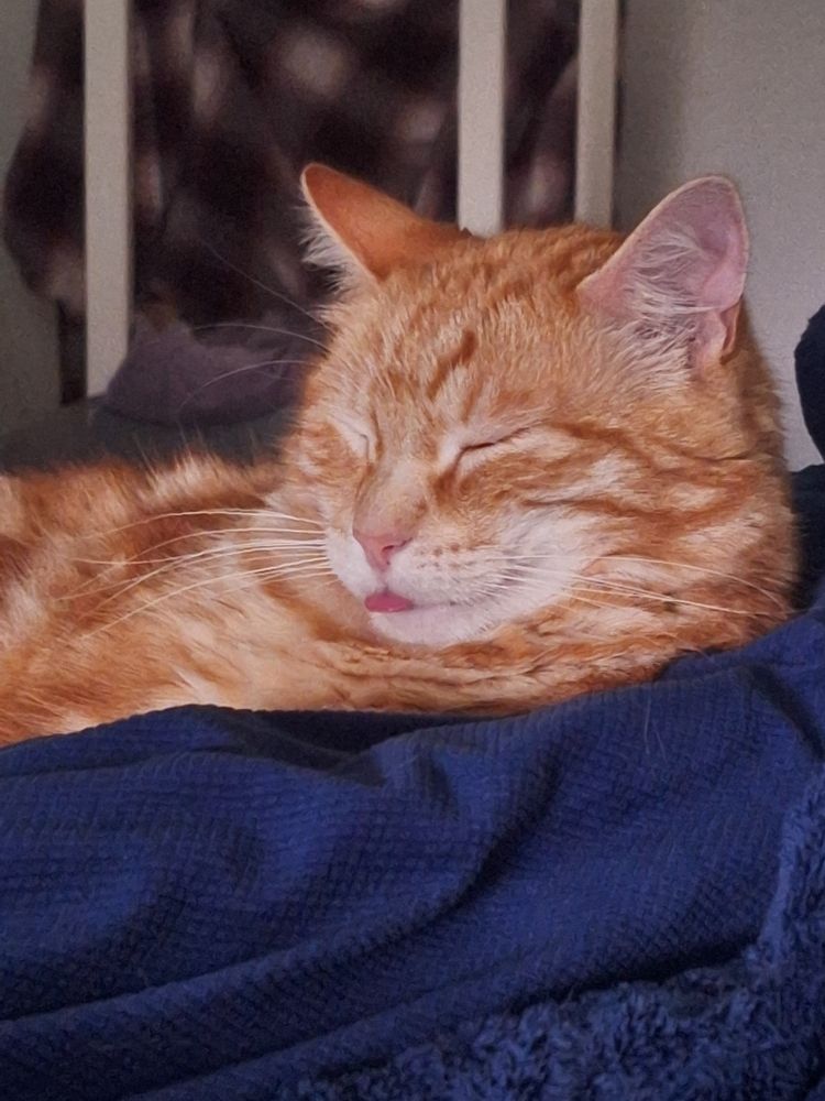 Un zoom sur la tête d'un chat roux tigré qui tire la langue. 