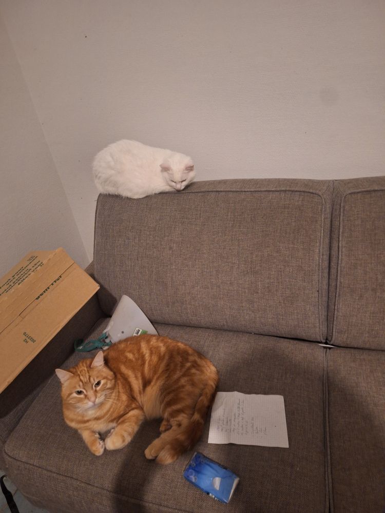 Un canapé gris. Sur le haut du dossier, une chatte blanche. Sur l'assise, un chat roux tigré. Ils ont l'air plutôt détendus. 