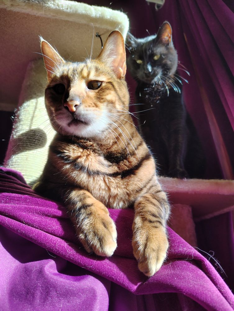 Photograph of two cats on a beige cat tree. The cat in the foreground is an orange and black striped cat that looks like a mini tiger and the cat in the background looking down at the first cat is all black. The background is velvety fuchsia curtains that are also under the paws of the cat in the foreground.