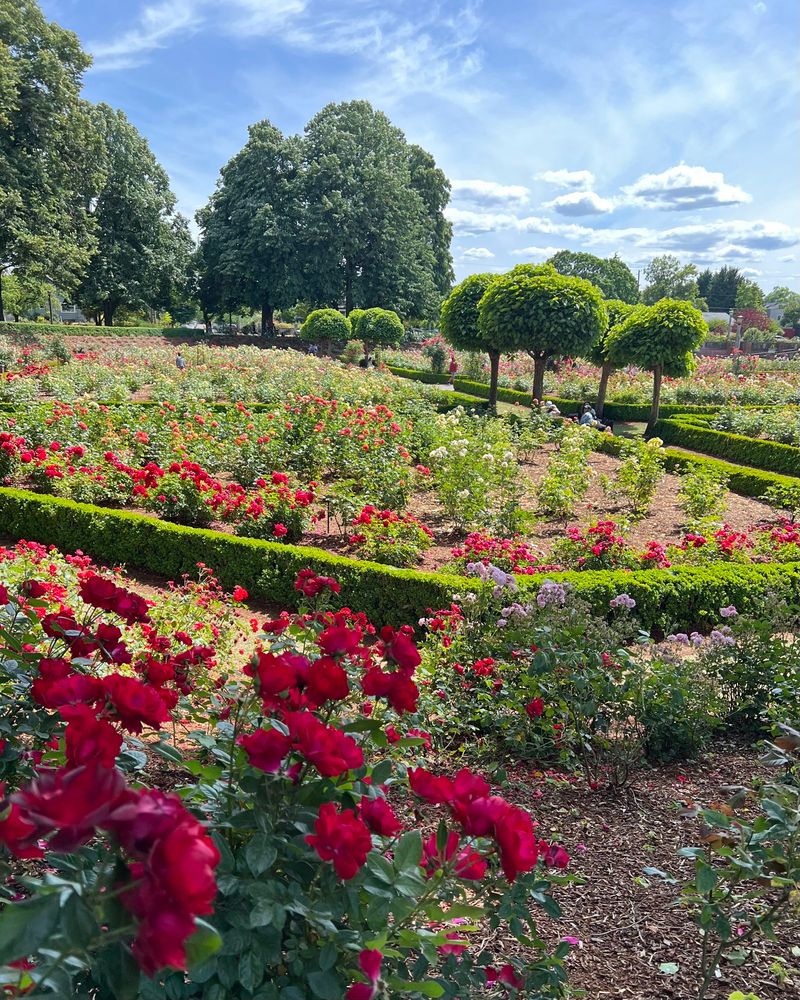 Peninsula Park rose garden in Portland, Oregon. Funny little trees, beautiful red roses and other colors in the distance. Blue sky with big fluffy clouds. #PDX 