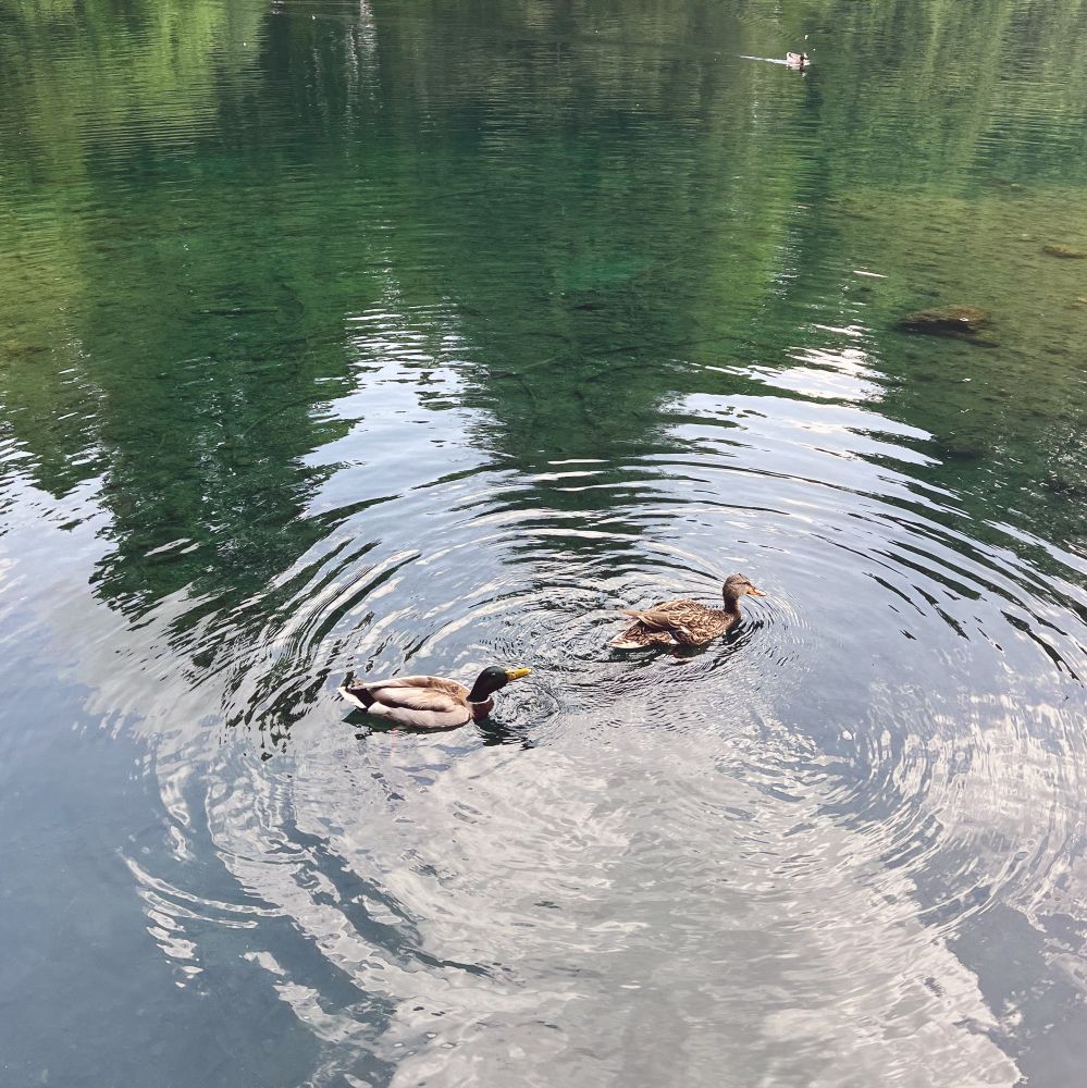 Lovely ducks swimming in the lake at Laurelhurst Park in Portland, Oregon.