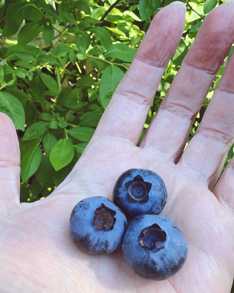 Large blueberries in the ghostly white palm of a berry-loving garden grower. Blueberry bush in the background.
