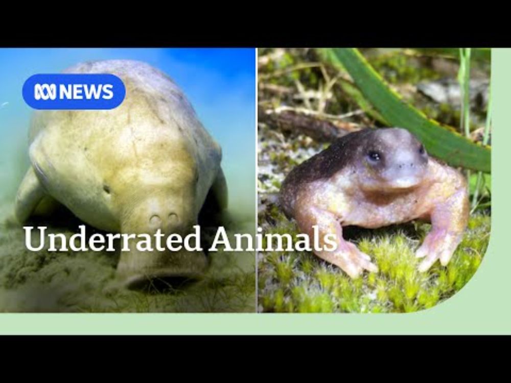 What is Australia's most underrated animal? | ABC NEWS