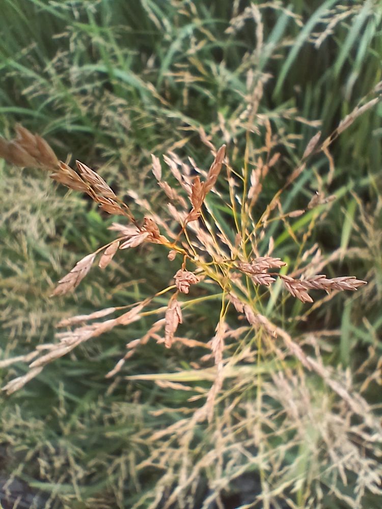 A close up of ripe seed heads of reed sweetgrass. They are bronze and russet, making them look warm. Each seed head sprouts horizontally from the stem in sharp angular sparks. It reminds me of sparklers on Guy Fawkes' night.