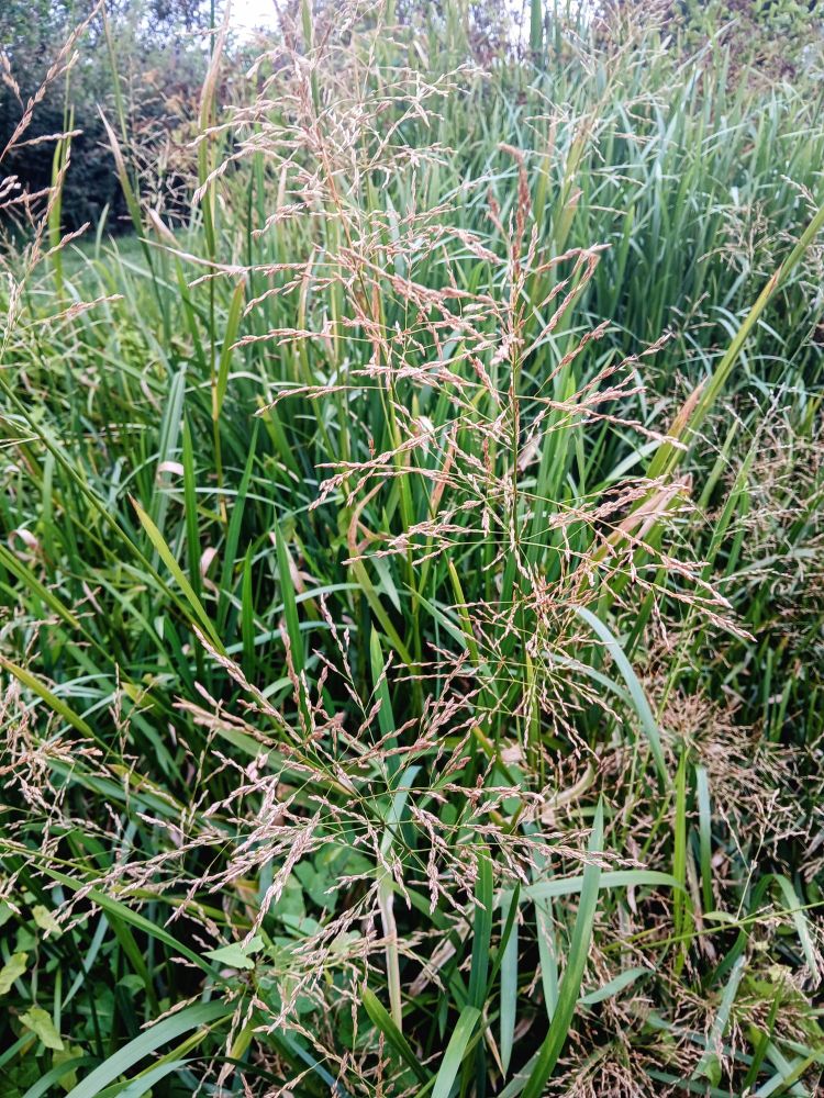 Looking downwards, on a damp day with rain in the air, into a thick clump of reed sweetgrass. Their seeds are ripe and golden, almost pinkish here. If you reach out your hand, it would feel soft, like brushing your hand through cobwebs. 