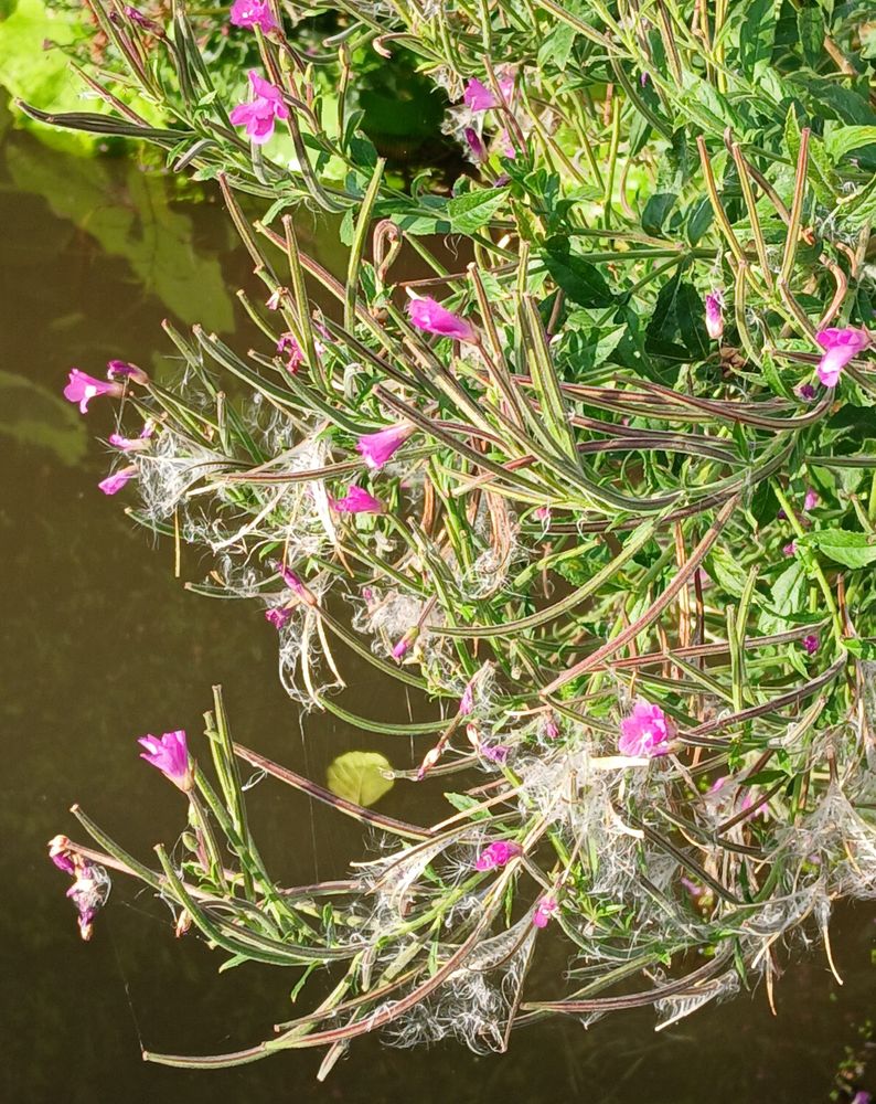 Leaning low over the water, small bright pink trumpet flowers sit amongst needle like seed pods. Some have split open and have released silvery smoke, silky soft. 