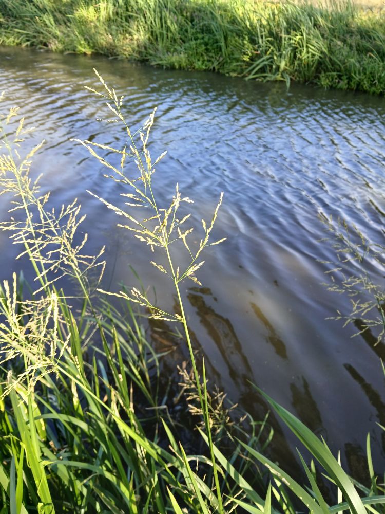 A windy day that furrows the canal with ripples. The water is deep blue. Brushing your knees are strong green blades of reed. Sun warm, supple and cool to touch. They're still young, the flowerheads still green.