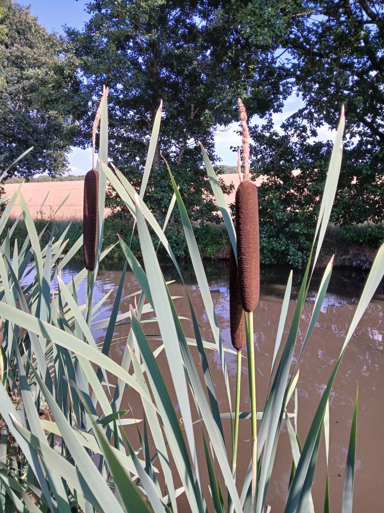 Looking out over the canal through a stand of bullrushes. Their brushes, firm and thick. If you grab one, your fingers will sink into their spongey hearts filled with fibrous feathery fluff
On the opposite bank golden fields rise behind forest green shrubs. A field ready for harvest. 