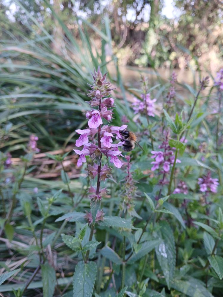 A bee haphazardly flits from purple flower head to purple flower head. Lover of damp places, marsh woundwort has been used for centuries to heal wounds and anaesthetic. It is also valuable for pollinators. 