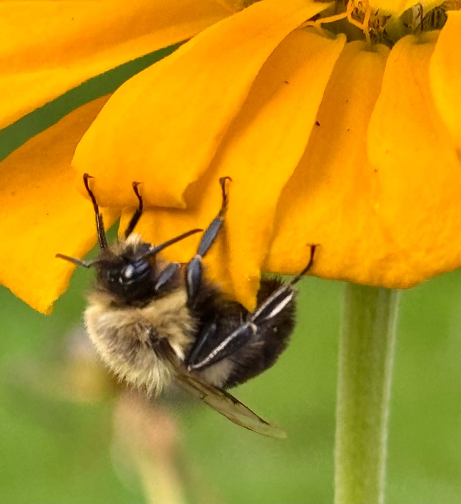 Bumble bee on a gold zinnia just waking up for the day, all cute and furry
