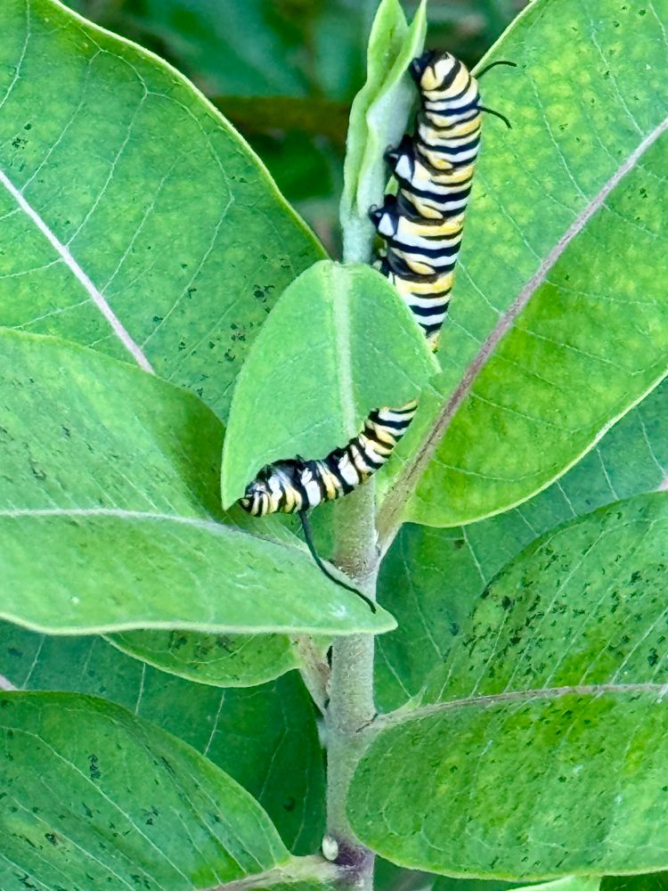 Monarch caterpillar relocated to a milkweed yesterday is eating and looking good. I moved three, two of three are eating. The third looks good and has moved around but doesn’t seem to be eating yet. It was the smallest of the three, and the most scared by the move (rolled into little ball) so hopefully it comes around.