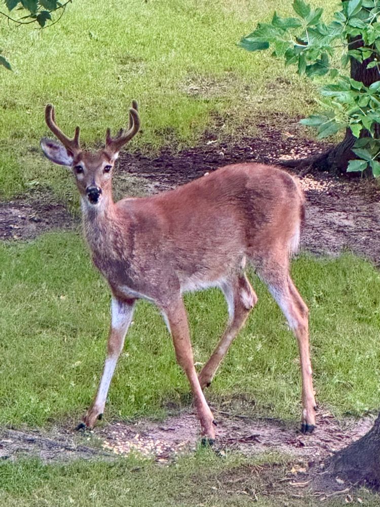 White tailed deer buck with velvety antlers surprised to see me even though he already saw me bring the corn out