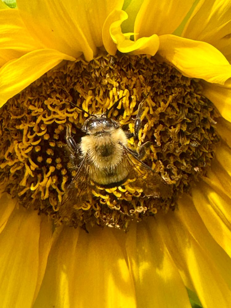 Bumble bee on a yellow sunflower. The sunflower is past its prime in the center and the same golden yellow as the bumble bee. I’m like the paparazzi out here.
