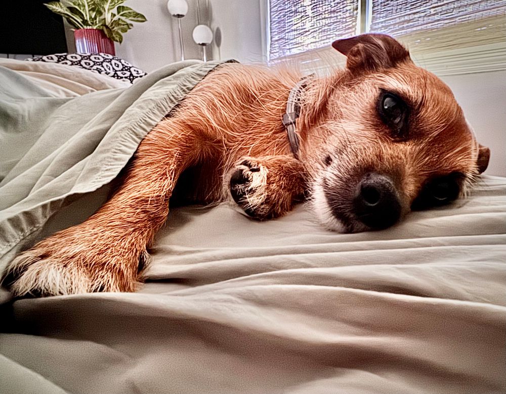 Very adorable small, scruffy tan dog in repose halfway under the covers in the morning light. 