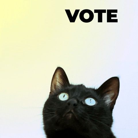 Gif of a black cat watching the word vote flutter around 