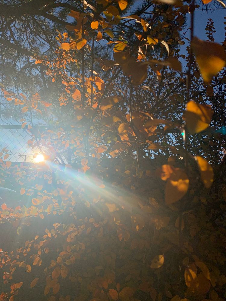 A picture of the sun setting behind a chainlink fence and surrounded by orange leaves. a streak of the sun flaring in the lens creates a rainbow