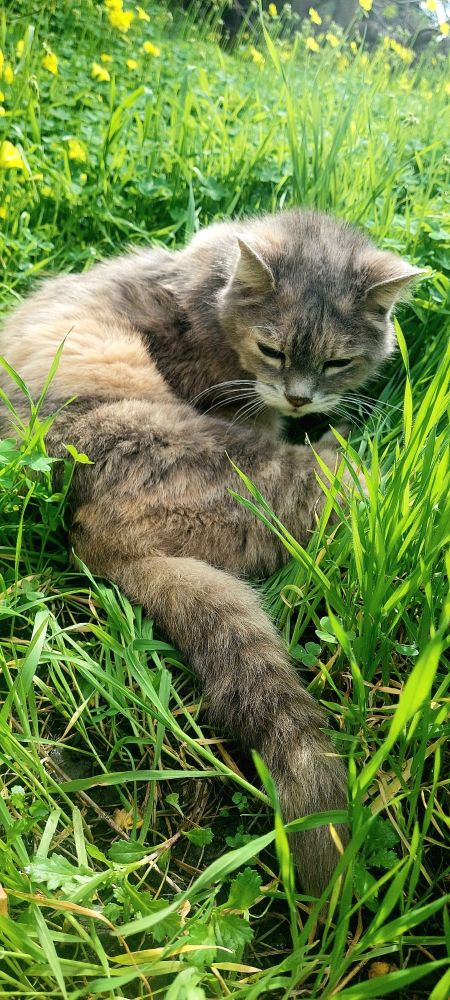A gray and brown cat lays in a contorted C shape studying the tall green grass around her.