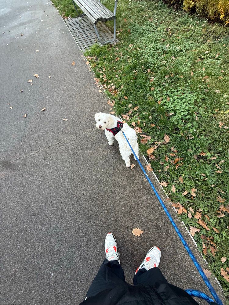 doggo fritz und ich wieder am gassi am gehen das g steht für gangsta