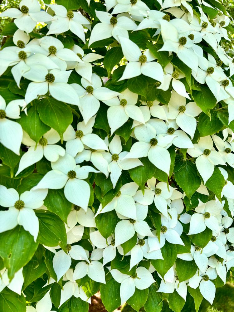 Dogwoods in bloom!