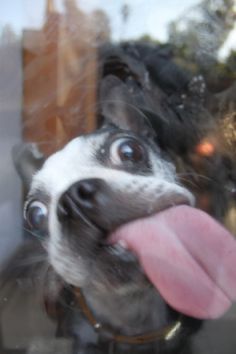 A small black-and-white dog is licking a window with a pink tongue. The window is smudged, as if he has licked it many times, and his expression is derpy, as if he will lick it many more.