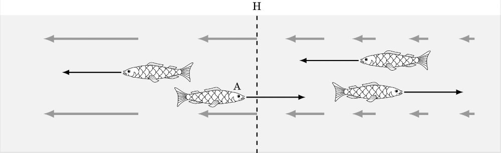 Cross-section view of a river, whose flow speeds are indicated by grey arrows, and increase from the right to the left. Fish are facing left or right, but for us as external observers, only the fish to the right of the line marked H can make headway towards the right. The fish on the left are in water that is moving faster to the left than they can swim to the right. In effect, H is something like a horizon - nothing that has passed the horizon from the right can subsequently escape into the region to the right of H.