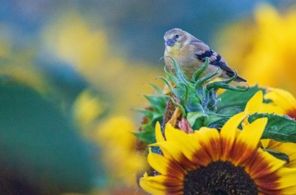 An image of a small bird standing atop a sunflower plant. 