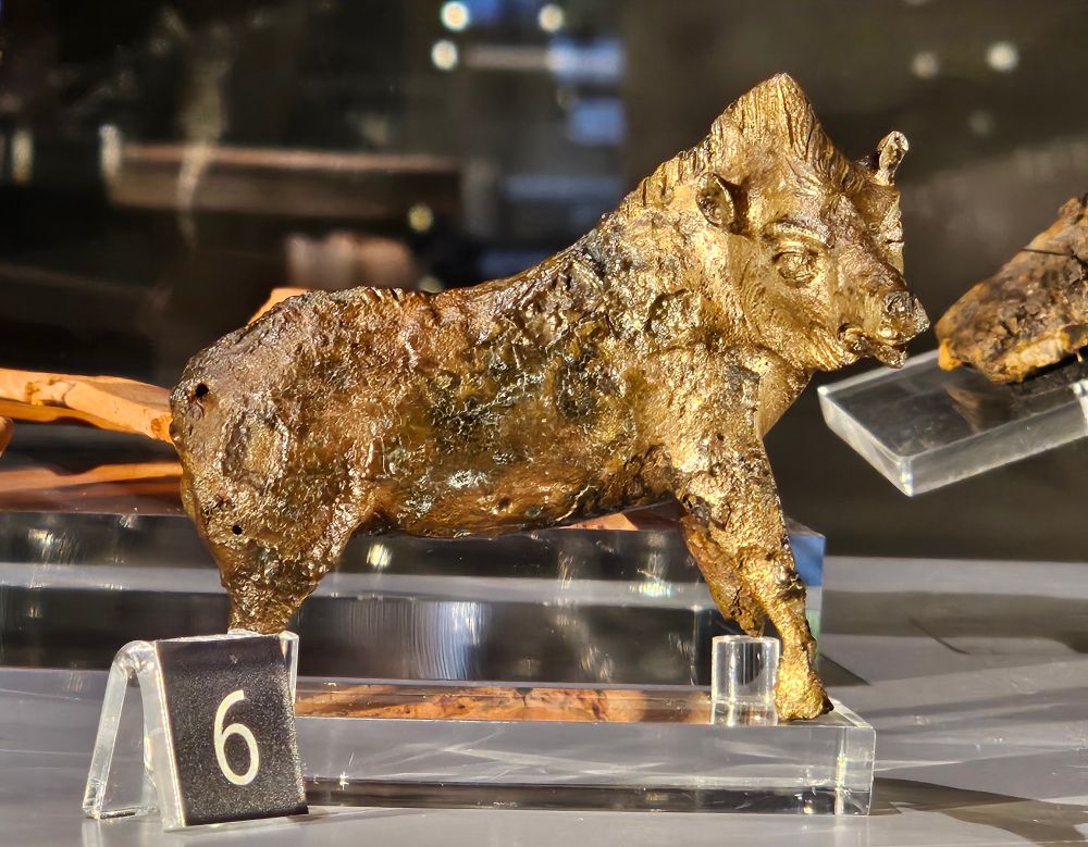 A plexiglass museum stand holding a small golden bronze boar sculpture with its head turning towards the camera
