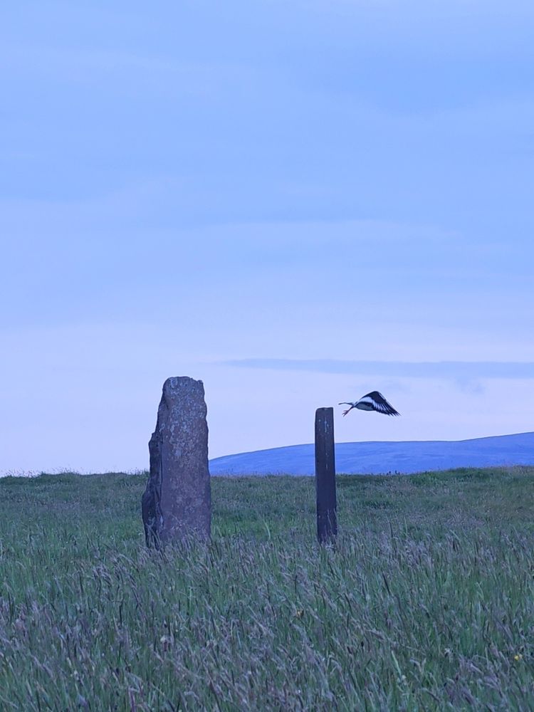 Two low standing stones in a grassy field. An oystercatcher bird has just pushed off from one of them