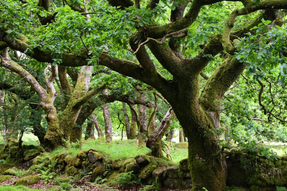 Green oaks over a mossy wall 