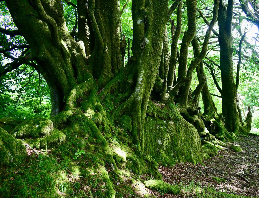Mossy beeches growing over rocks 