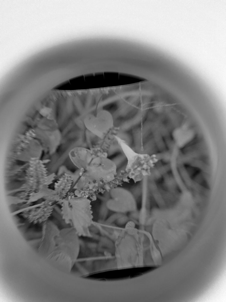 A photo of morning glories growing around some mint flowers 
