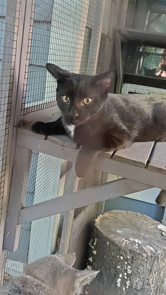 A photo of my kitten in the cat-io. He's spooked by my first wife's dog. He's cute (and stupid)