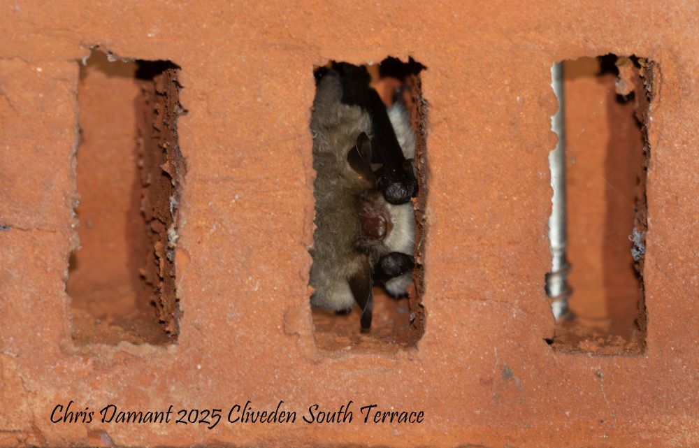 Hibernating Natterer’s bat