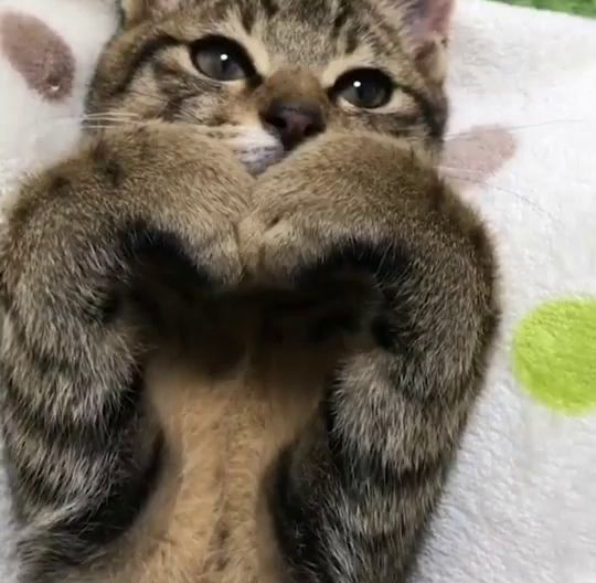 a close up of a cat laying on a blanket with its paws in its mouth