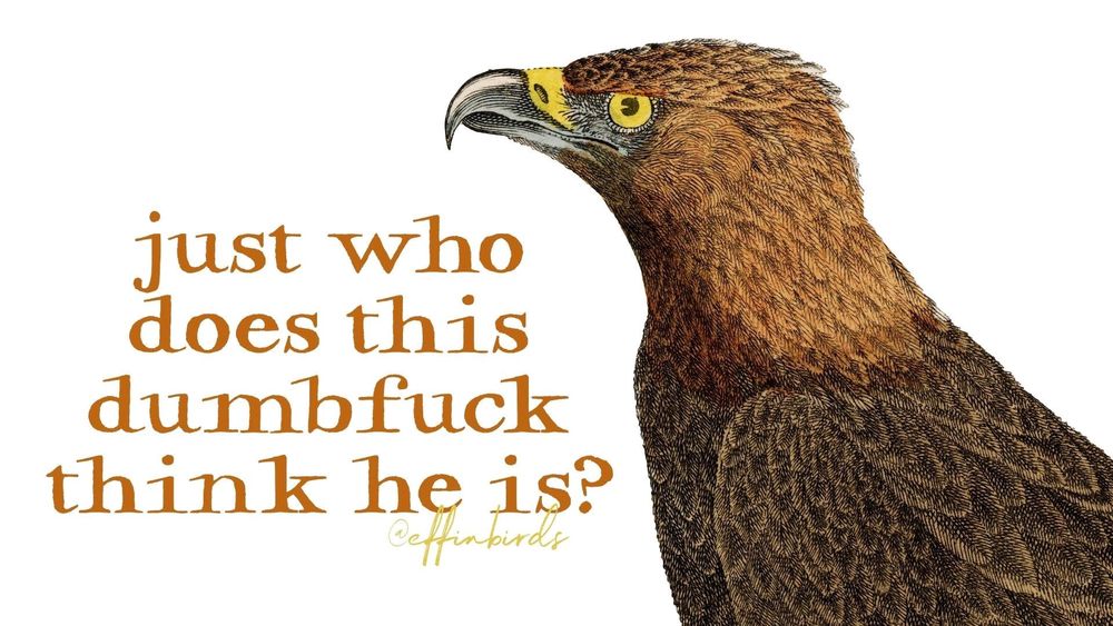 Telling it like it is. Source: effenbirds