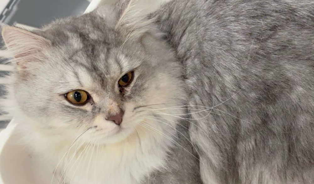 قط اسمه مارو يدعى بـمويرو 