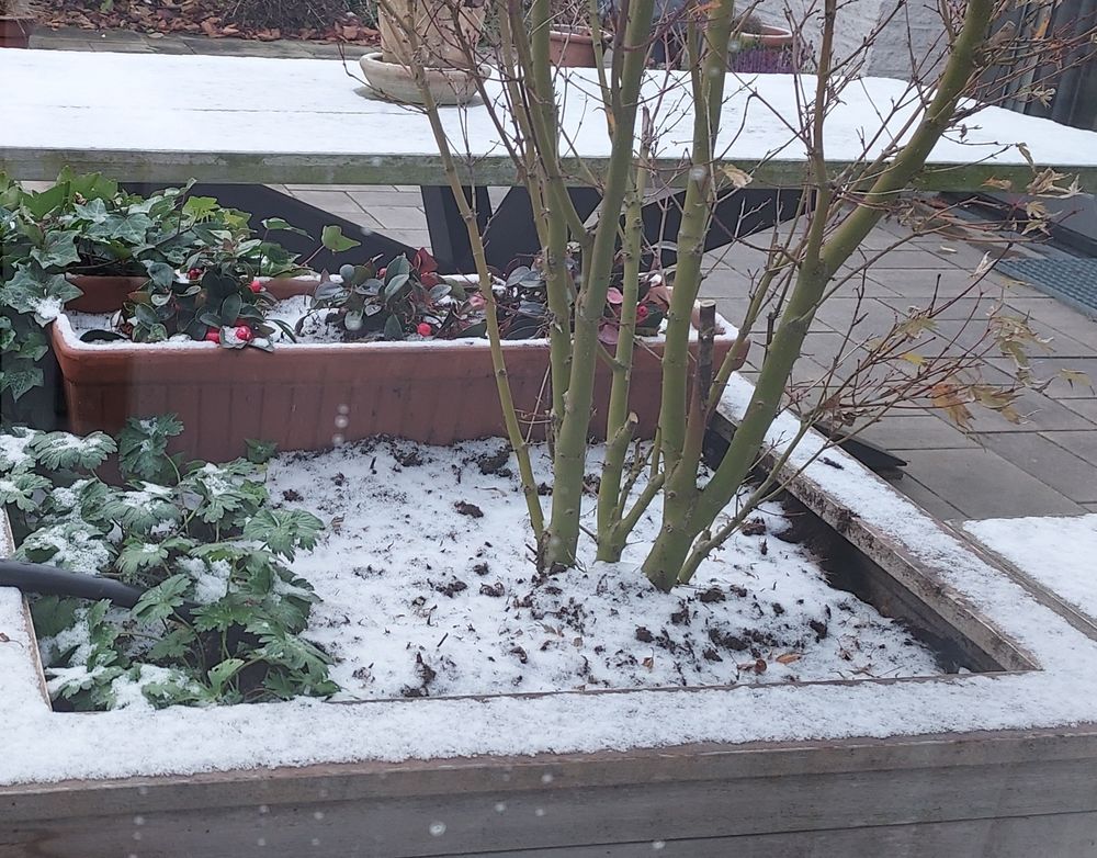 Bloembak met een dun laagje sneeuw op de aarde en rand