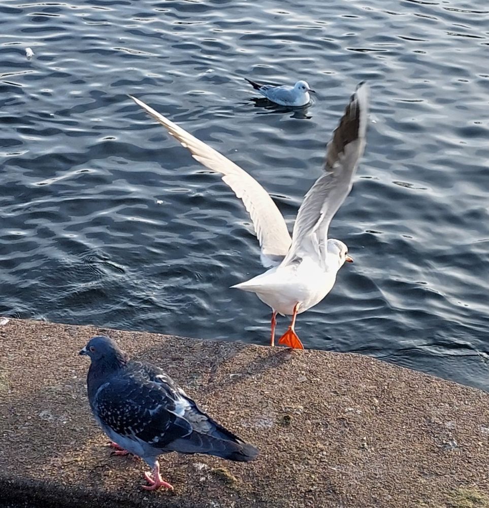 Black headed gull and pigeon 